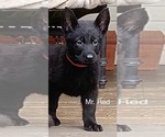 Small #15 German Shepherd Dog