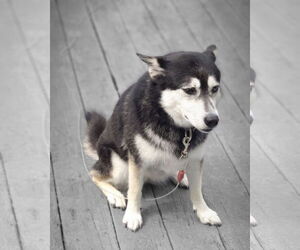 - Mix Dogs for adoption in Gulfport, MI, USA