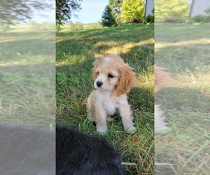 Medium Cocker Spaniel