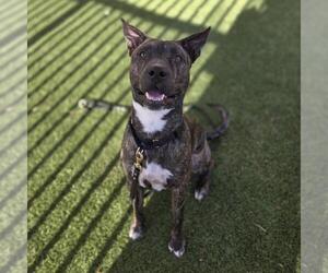 American Pit Bull Terrier-Unknown Mix Dogs for adoption in Las Vegas, NV, USA