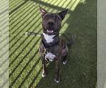 Small American Pit Bull Terrier Mix