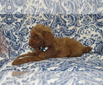 Small Photo #4 Goldendoodle Puppy For Sale in PORT TREVORTON, PA, USA