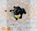 Small Photo #6 English Bulldog Puppy For Sale in ATHENS, GA, USA