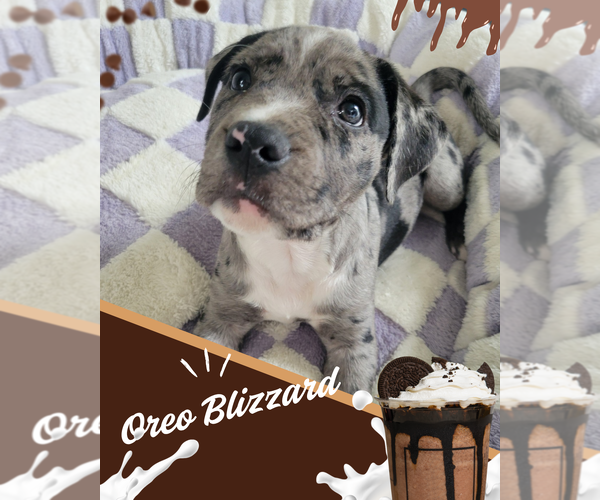 Medium Photo #1 Mutt Puppy For Sale in Sandy, UT, USA