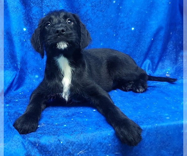 Medium Photo #2 Labrador Retriever-Unknown Mix Puppy For Sale in Wetumpka, AL, USA