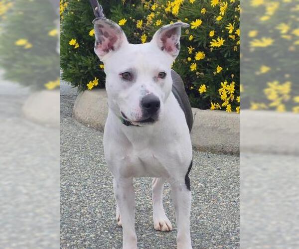 Medium Photo #1 American Pit Bull Terrier Puppy For Sale in Jackson, CA, USA