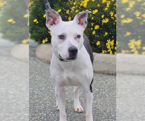 American Pit Bull Terrier Dogs for adoption in Jackson, CA, USA