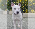 Small American Pit Bull Terrier