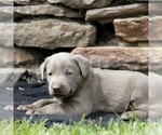Small Photo #2 Labrador Retriever Puppy For Sale in DANVILLE, PA, USA