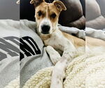 Small #5 American Pit Bull Terrier Mix
