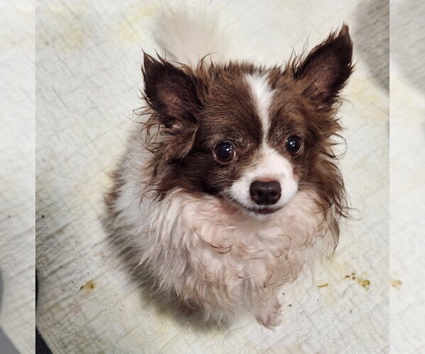 Medium Photo #1 Chihuahua Puppy For Sale in Walnutport, PA, USA