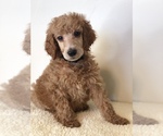 Puppy Reese Poodle (Standard)