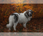 Small Photo #1 Pyrenean Mastiff Puppy For Sale in Thetford Mines, Quebec, Canada