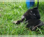 Small Photo #11 Pomeranian Puppy For Sale in KILLEEN, TX, USA