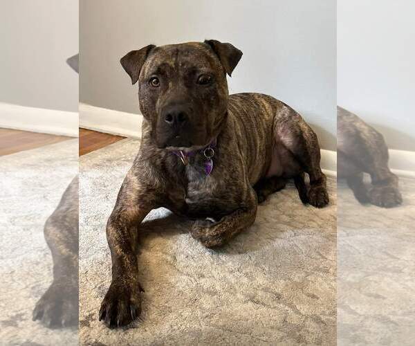 Medium Photo #1 American Pit Bull Terrier-Unknown Mix Puppy For Sale in Minneapolis, MN, USA