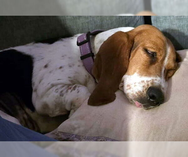 Medium Photo #4 Basset Hound Puppy For Sale in Deepwater, NJ, USA
