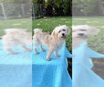 Small #19 Shih Tzu
