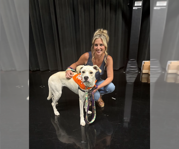 Medium Photo #16 Boxador Puppy For Sale in Princeton, MN, USA