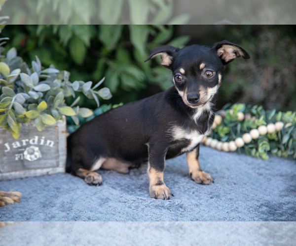 Medium Photo #1 Chihuahua Puppy For Sale in SALEM, IN, USA