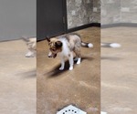 Small #3 Shetland Sheepdog