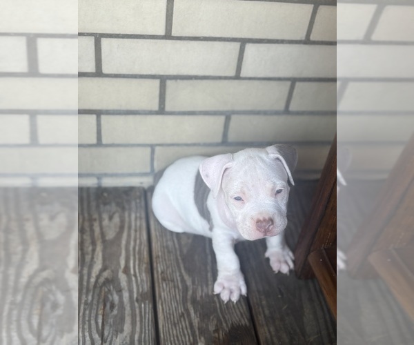 Medium Photo #22 American Bully Puppy For Sale in GLASSPORT, PA, USA