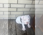 Small #21 American Bully