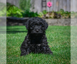 Small #4 YorkiePoo