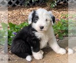 Small Sheepadoodle