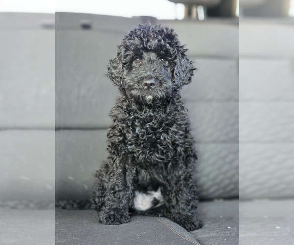 Medium Photo #1 Goldendoodle (Miniature) Puppy For Sale in KEENE, NH, USA