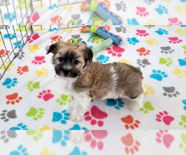 Medium Photo #8 Havashire Puppy For Sale in ORO VALLEY, AZ, USA