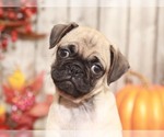 Small Photo #3 Pug Puppy For Sale in MOUNT VERNON, OH, USA