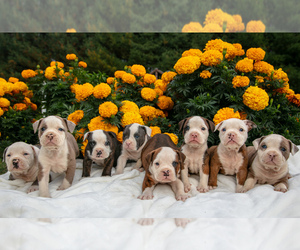 Olde English Bulldogge Puppy for Sale in MERCER, Pennsylvania USA