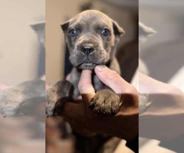 Medium Photo #17 Cane Corso Puppy For Sale in ANDERSON, IN, USA