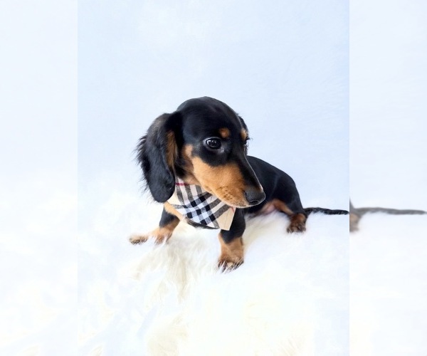 Medium Photo #10 Dachshund Puppy For Sale in DAVIS, CA, USA