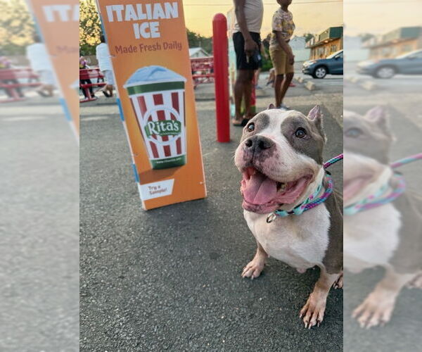 Medium Photo #10 American Staffordshire Terrier Puppy For Sale in Cranford, NJ, USA