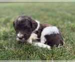 Small Photo #51 Goldendoodle Puppy For Sale in HOWARD CITY, MI, USA