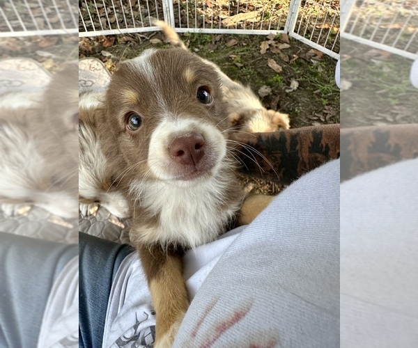 Medium Photo #4 Miniature Australian Shepherd Puppy For Sale in EXETER, MO, USA