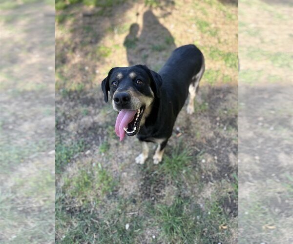 Medium Photo #4  Puppy For Sale in , 