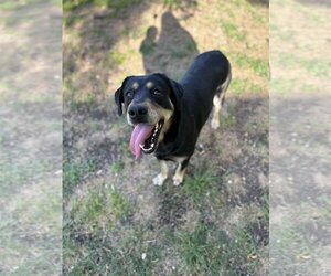 Rottweiler-Unknown Mix Dogs for adoption in Rosenberg, TX, USA