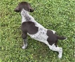 Bruiser - Male German Shorthaired Pointer Puppy for Sale - Photo #6