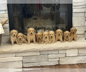 Golden Retriever Puppy for Sale in CENTRALIA, Illinois USA