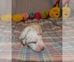 Small Photo #40 Great Dane Puppy For Sale in SPRAGGS, PA, USA