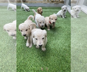 Labradoodle-Labrador Retriever Mix Puppy for sale in BOYNE CITY, MI, USA