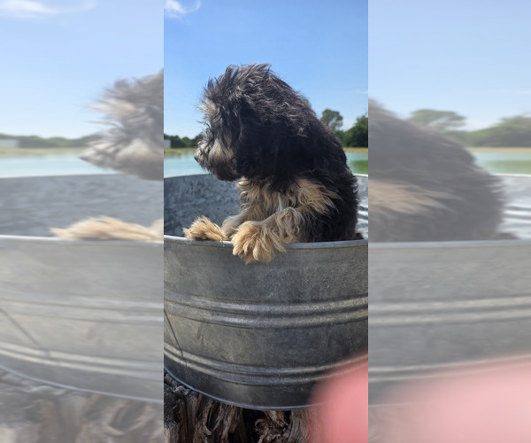 Medium Photo #5 Miniature American Shepherd-Poodle (Toy) Mix Puppy For Sale in JONES, OK, USA