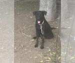Small Labrador Retriever Mix