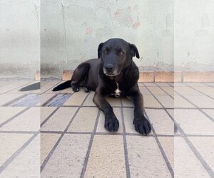 Labrador Retriever-Unknown Mix Dogs for adoption in Dana Point, CA, USA