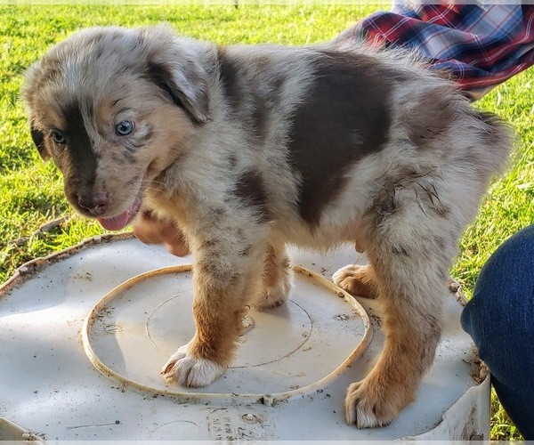 Medium Photo #3 Australian Shepherd Puppy For Sale in SALLISAW, OK, USA