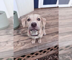 - Mix Dogs for adoption in Greenville, SC, USA