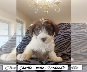 Bordoodle Puppy for sale in CLARKRANGE, TN, USA