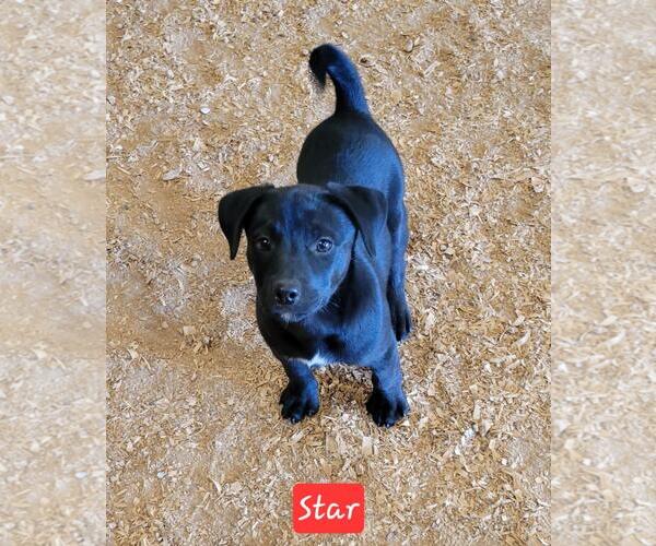 Medium Photo #1 Labrador Retriever-Unknown Mix Puppy For Sale in Granbury, TX, USA